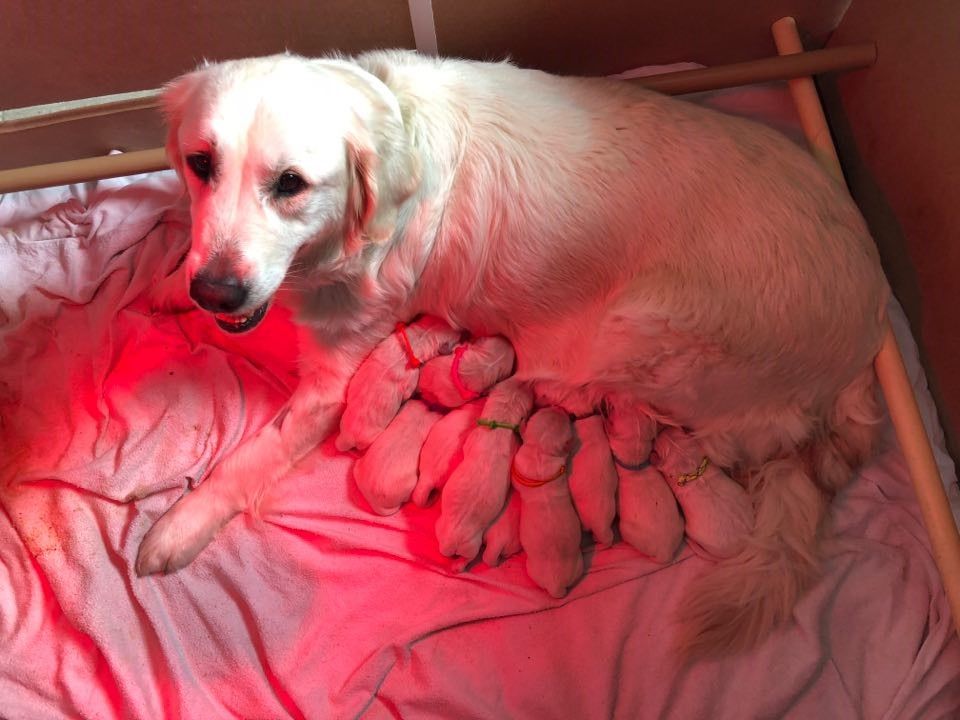 Chiot Golden Retriever Du Bonheur De Jipsy